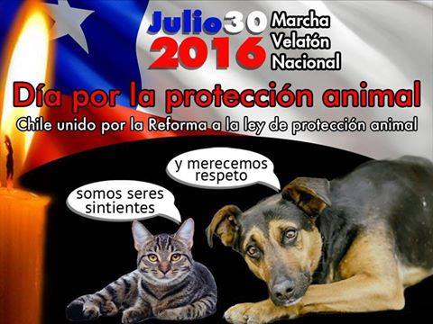 Convocan a marchas y velatón en todo Chile para celebrar este sábado el Día de la Protección Animal Convocan a marchas y velatón en todo Chile para celebrar este sábado el Día de la Protección Animal