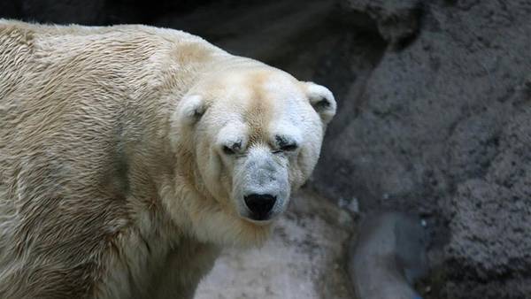 Controversia en Argentina por muerte de Arturo, el último oso polar del país Controversia en Argentina por muerte de Arturo, el último oso polar del país