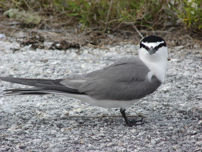 Una charla a escolares de Rapa Nui para incentivar la protección de las aves polinésicas Una charla a escolares de Rapa Nui para incentivar la protección de las aves polinésicas