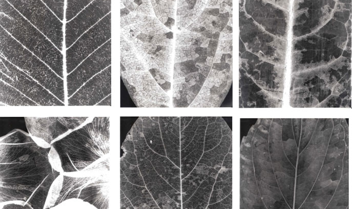 Exposición “Para observar a través de piedras y vegetales” en Centro Cultural Las Condes, hasta el 31 de julio Exposición “Para observar a través de piedras y vegetales” en Centro Cultural Las Condes, hasta el 31 de julio