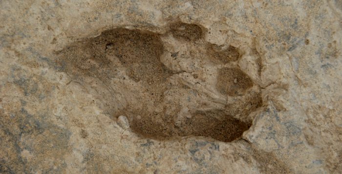 El homo erectus ya andaba como el hombre moderno hace 1,5 millones de años El homo erectus ya andaba como el hombre moderno hace 1,5 millones de años
