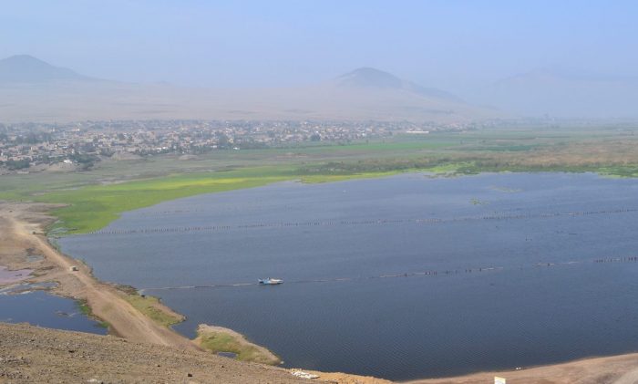 Científico “resucitó” humedal en 15 días y ahora va por el Titicaca Científico “resucitó” humedal en 15 días y ahora va por el Titicaca