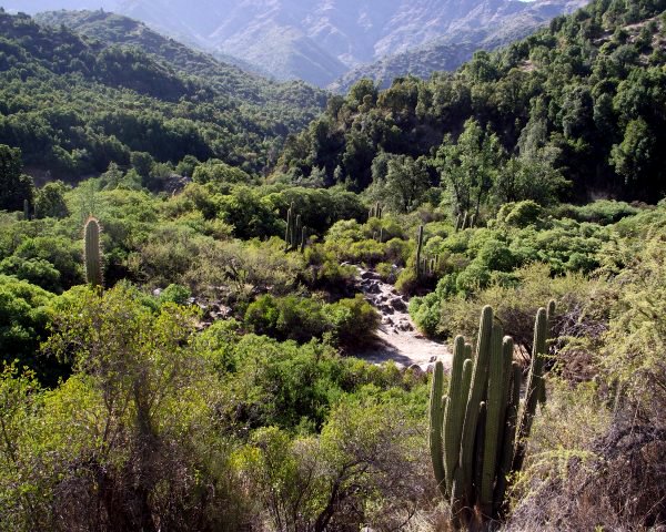 Río Clarillo se convierte en el primer Parque Nacional de la Región Metropolitana Río Clarillo se convierte en el primer Parque Nacional de la Región Metropolitana