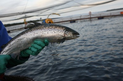 Marine Harvest asegura que logró capturar más de 27% de los salmones fugados en Calbuco Marine Harvest asegura que logró capturar más de 27% de los salmones fugados en Calbuco