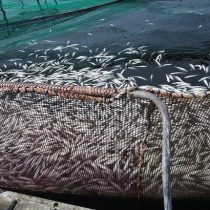 Salmonicultura, ¿desarrollo sustentable?