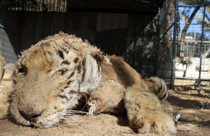 Cierra el peor zoológico del mundo: animales disecados y tigres que se mueren de hambre