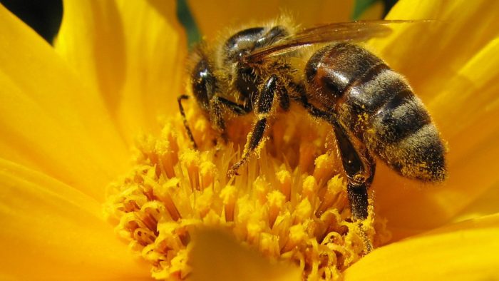 Pesticida similar a la nicotina sería el responsable de la disminución de la población mundial de abejas
