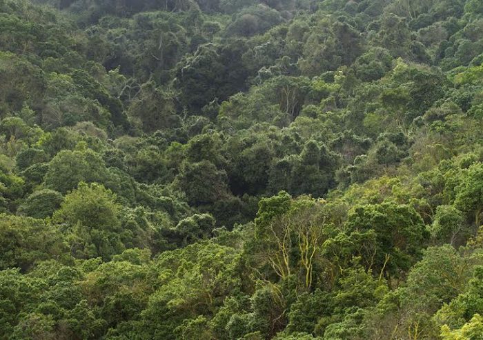 Respuesta a opinión «Seguir subsidiando las plantaciones hasta cuándo» Respuesta a opinión
