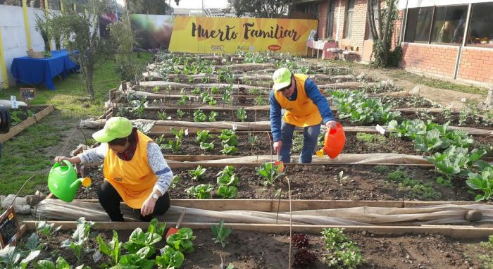 Vecinos de Estación Central realizan primera cosecha en huerto familiar urbano Vecinos de Estación Central realizan primera cosecha en huerto familiar urbano