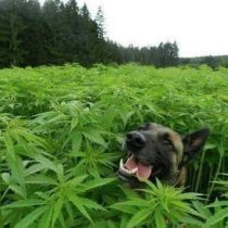 Cada vez más mascotas son tratadas con marihuana en Colorado