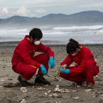 Greenpeace atribuye responsabilidad al Gobierno por vertimiento de salmones en Chiloé 