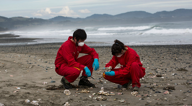 Greenpeace atribuye responsabilidad al Gobierno por vertimiento de salmones en Chiloé Greenpeace atribuye responsabilidad al Gobierno por vertimiento de salmones en Chiloé