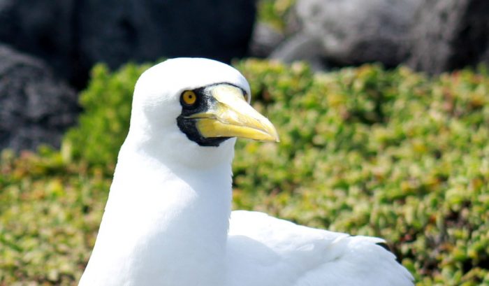 Isla Salas y Gómez: el santuario de aves ligado estrechamente a Rapa Nui Isla Salas y Gómez: el santuario de aves ligado estrechamente a Rapa Nui
