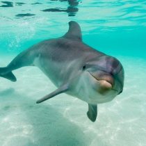 Delfines y otros organismos vivos están absorbiendo peligroso químico