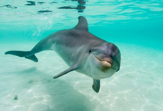 Delfines y otros organismos vivos están absorbiendo peligroso químico