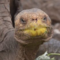 Diego, la tortuga que de tanto aparearse ayudó a salvar a su especie de la extinción