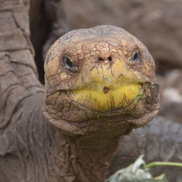 Diego, la tortuga que de tanto aparearse ayudó a salvar a su especie de la extinción Diego, la tortuga que de tanto aparearse ayudó a salvar a su especie de la extinción