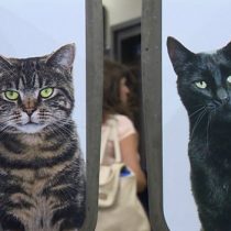 [VIDEO VIDA] La estación de metro de Londres invadida por decenas de gatos