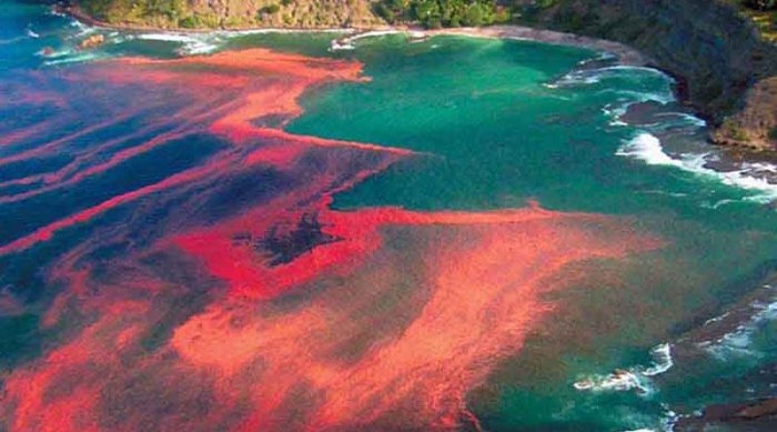 Científicos franceses, que recorren el Océano Pacífico, podrían arrojar luces sobre la «marea roja» y el cambio climático Científicos franceses, que recorren el Océano Pacífico, podrían arrojar luces sobre la «marea roja» y el cambio climático