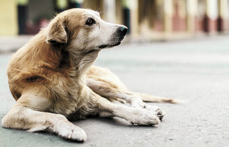 Corte de Apelaciones ordenó retirar a perros callejeros en Coyhaique Corte de Apelaciones ordenó retirar a perros callejeros en Coyhaique