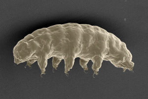Hallan proteína en la especie mas resistente del planeta que le hace tolerante a entornos adversos y que podría ayudar a los humanos Hallan proteína en la especie mas resistente del planeta que le hace tolerante a entornos adversos y que podría ayudar a los humanos