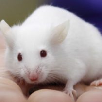 La nueva generación de ratones de laboratorio libres de gérmenes