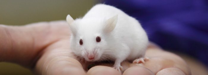 Cámara de Diputados aprueba proyecto que prohíbe experimentación con animales en productos cosmetológicos