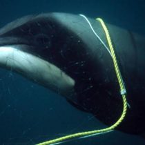 Greenpeace detalla su idea para crear un santuario de ballenas en el Atlántico Sur
