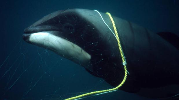 Greenpeace detalla su idea para crear un santuario de ballenas en el Atlántico Sur Greenpeace detalla su idea para crear un santuario de ballenas en el Atlántico Sur