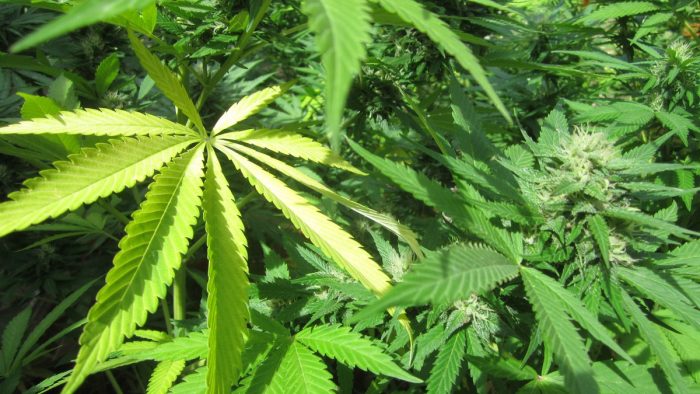 Hallan plantas de cannabis bien conservadas en tumba china de hace dos mil años Hallan plantas de cannabis bien conservadas en tumba china de hace dos mil años