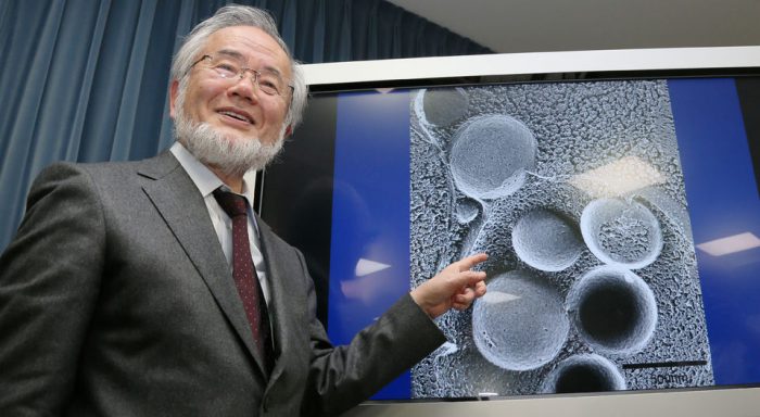 Ohsumi, el biólogo que halló en la levadura pistas contra el Alzheimer Ohsumi, el biólogo que halló en la levadura pistas contra el Alzheimer