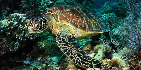 Los ríos y mares ya perdieron más del 80 por ciento de su fauna Los ríos y mares ya perdieron más del 80 por ciento de su fauna