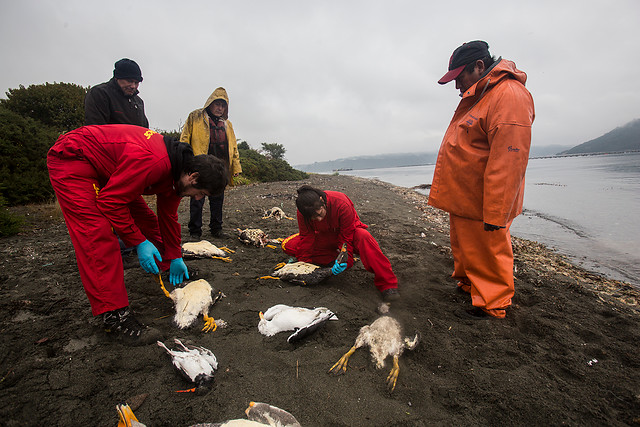 Una marea de dudas: Greenpeace dice que Gobierno elude su responsabilidad por vertimiento de salmones en Chiloé