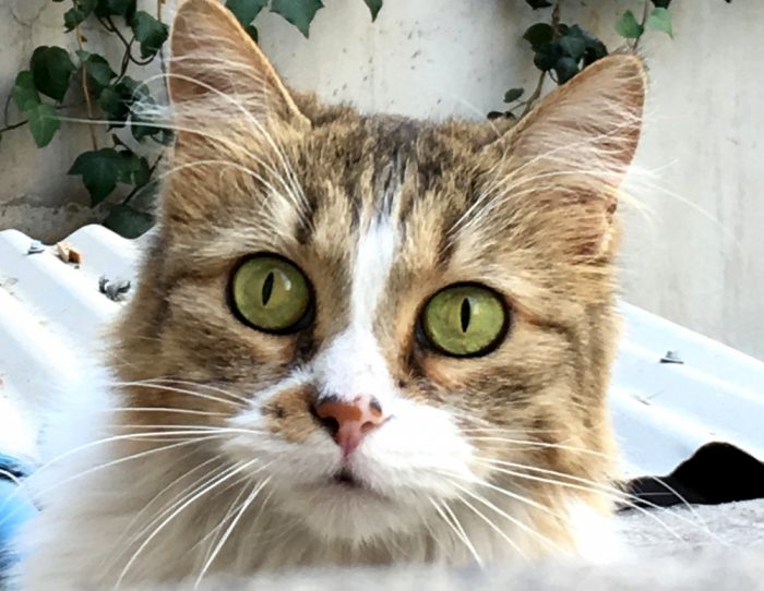 En busca del gato “más hermoso de Chile” En busca del gato