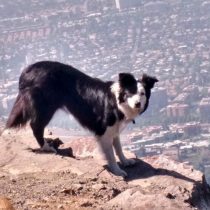 El misterio detrás de las muertes de perros en el cerro Manquehue