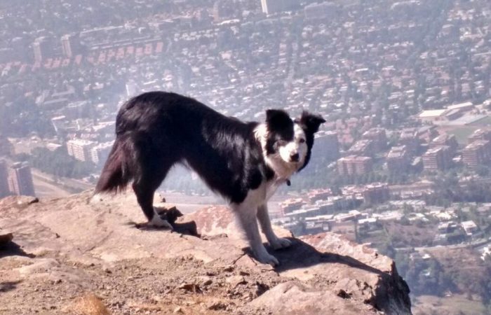El misterio detrás de las muertes de perros en el cerro Manquehue El misterio detrás de las muertes de perros en el cerro Manquehue