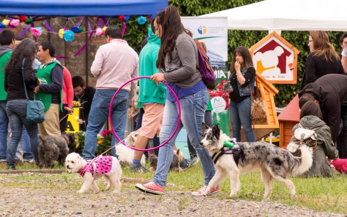 Un panorama de mascotas organizado por estudiantes y docentes de la UC de Temuco Un panorama de mascotas organizado por estudiantes y docentes de la UC de Temuco