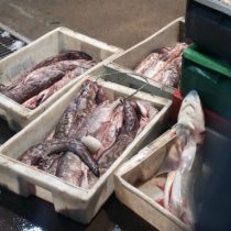 Empresa canadiense rechaza cuestionamientos de científicos nacionales a proyecto de fertilización oceánica