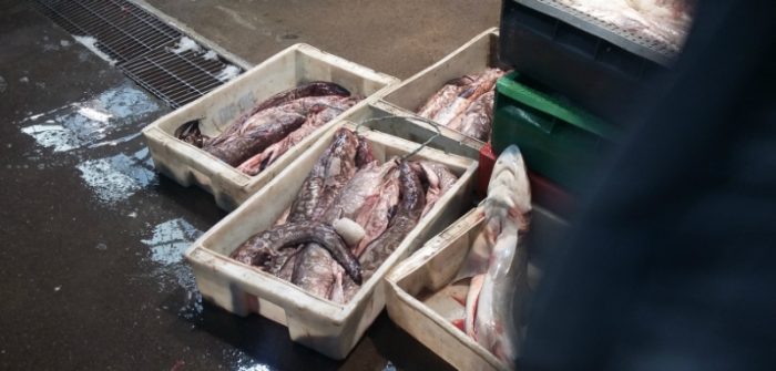 El colapso del Terminal Pesquero: multas impagas, sumarios sanitarios y graves problemas en la cadena de frío de los pescados El colapso del Terminal Pesquero: multas impagas, sumarios sanitarios y graves problemas en la cadena de frío de los pescados