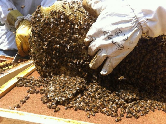 Al rescate de las abejas en la Región de O’Higgins Al rescate de las abejas en la Región de O'Higgins