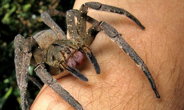 La comprensión del dolor a partir de una toxina de araña