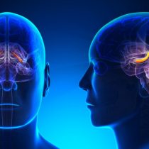 Congreso Futuro: Científico israelí revela en Chile origen neurobiológico del estrés