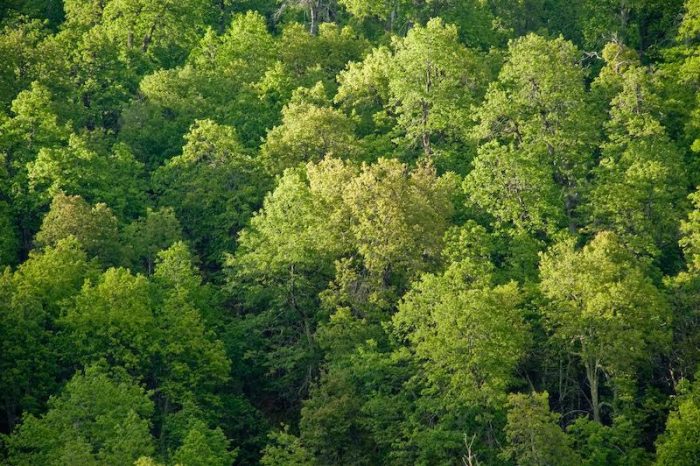 La iniciativa que busca plantar 4 mil millones de árboles al año en los próximos 10 años La iniciativa que busca plantar 4 mil millones de árboles al año en los próximos 10 años