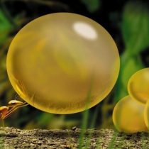 Cuáles son los animales más fuertes del mundo