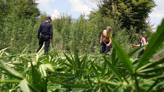 Albania: cómo un pequeño país se convirtió en el principal productor de marihuana al aire libre de Europa