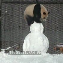 [VIDEO] La divertida lucha de un oso panda con un muñeco de nieve