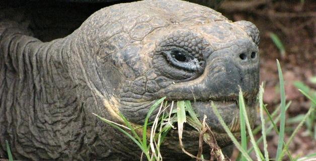 Censo revela recuperación de población de tortugas gigantes en isla de las Galápagos Censo revela recuperación de población de tortugas gigantes en isla de las Galápagos