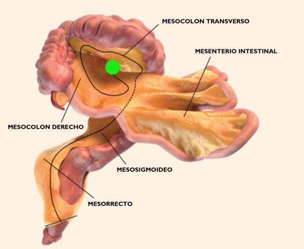 ¿Qué es y dónde está el mesenterio, el “nuevo órgano” del cuerpo humano identificado por los científicos? ¿Qué es y dónde está el mesenterio, el