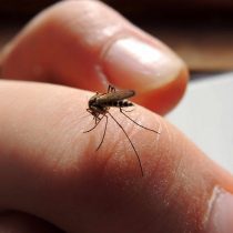 Qué dice el ISP sobre los repelentes para prevenir el contagio del dengue,  zika, chikungunya y malaria