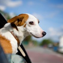 Cómo viajar seguro con las mascotas en vacaciones de verano